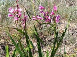 Watsonia borbonica subsp. borbonica learning style from an unlikely source